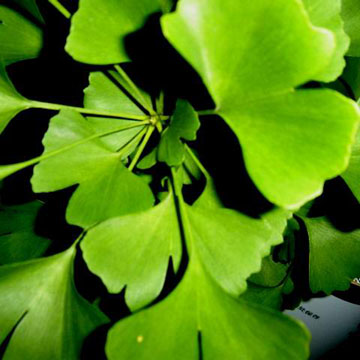 gingko